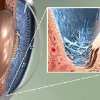 Glaucoma and the optic nerve