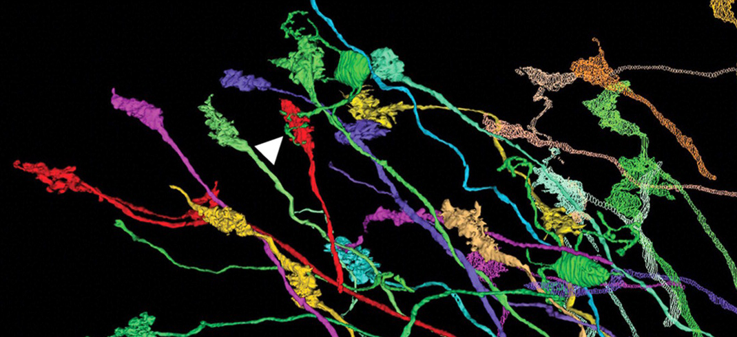 Colorful neurons with synapse highlighted.