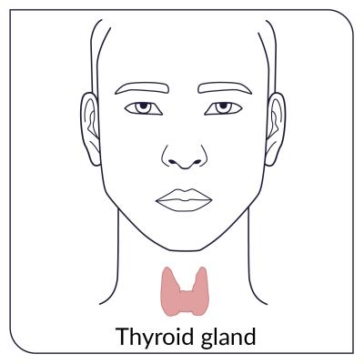 The thyroid is a gland at the front of the neck that creates thyroid hormones