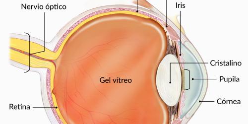 Un diagrama muestra las distintas partes del ojo.