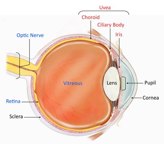 Oogdiagram met de uvea, oogzenuw, retina, sclera, hoornvlies en pupil.