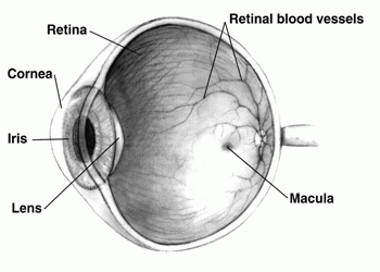 structures of the eye