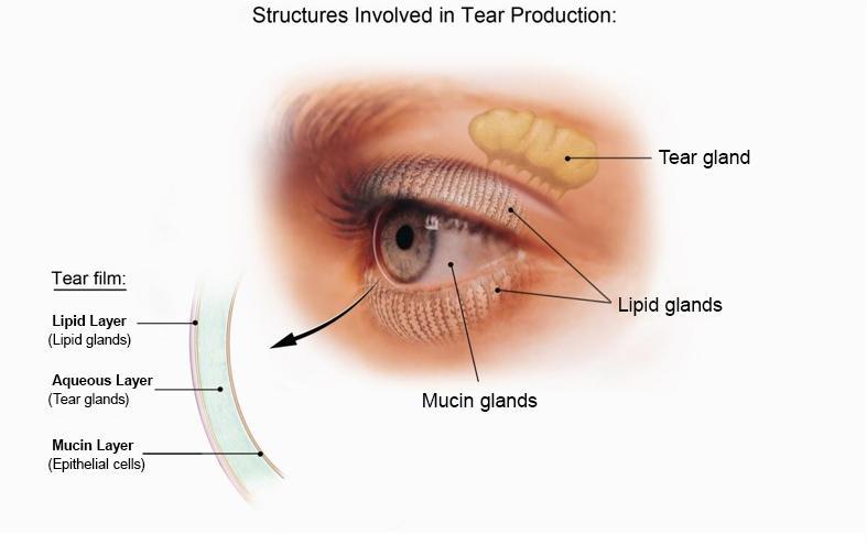 Eye Anatomy Tear Duct