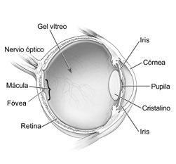 Diagrama del ojo que muestra las partes diferentes del ojo