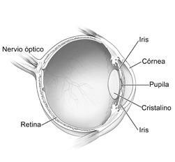 Diagrama del ojo que muestra las partes diferentes del ojo