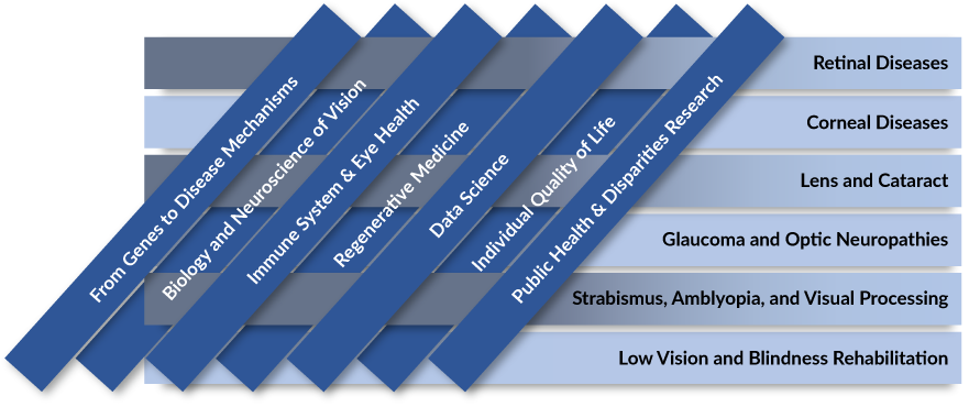 The 7 cross-cutting areas of emphasis in this plan are: From Genes to Disease Mechanisms; Biology and Neuroscience of Vision; Immune System and Eye Health; Regenerative Medicine; Data Science; Individual Quality of Life; and Public Health and Disparities Research. They intersect with each of NEI’s six core extramural programs, which are: Retinal Diseases; Corneal Diseases; Lens and Cataract; Glaucoma and Optic Neuropathies; Strabismus, Amblyopia, and Visual Processing; and Low Vision and Blindness Rehab