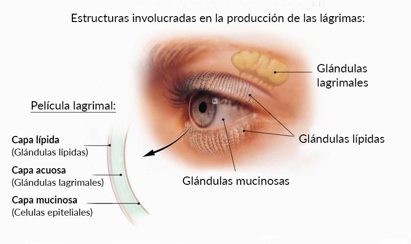 Diagrama de las estructuras involucradas en la producción de lágrimas, incluyendo la glándula lagrimal, las glándulas lípidas y las glándulas mucinas.