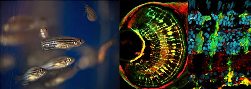 Zebrafish in tank; fluorescent muller glia in zebrafish eye; high resolution fluorescence showing zebrafish retinal layers.