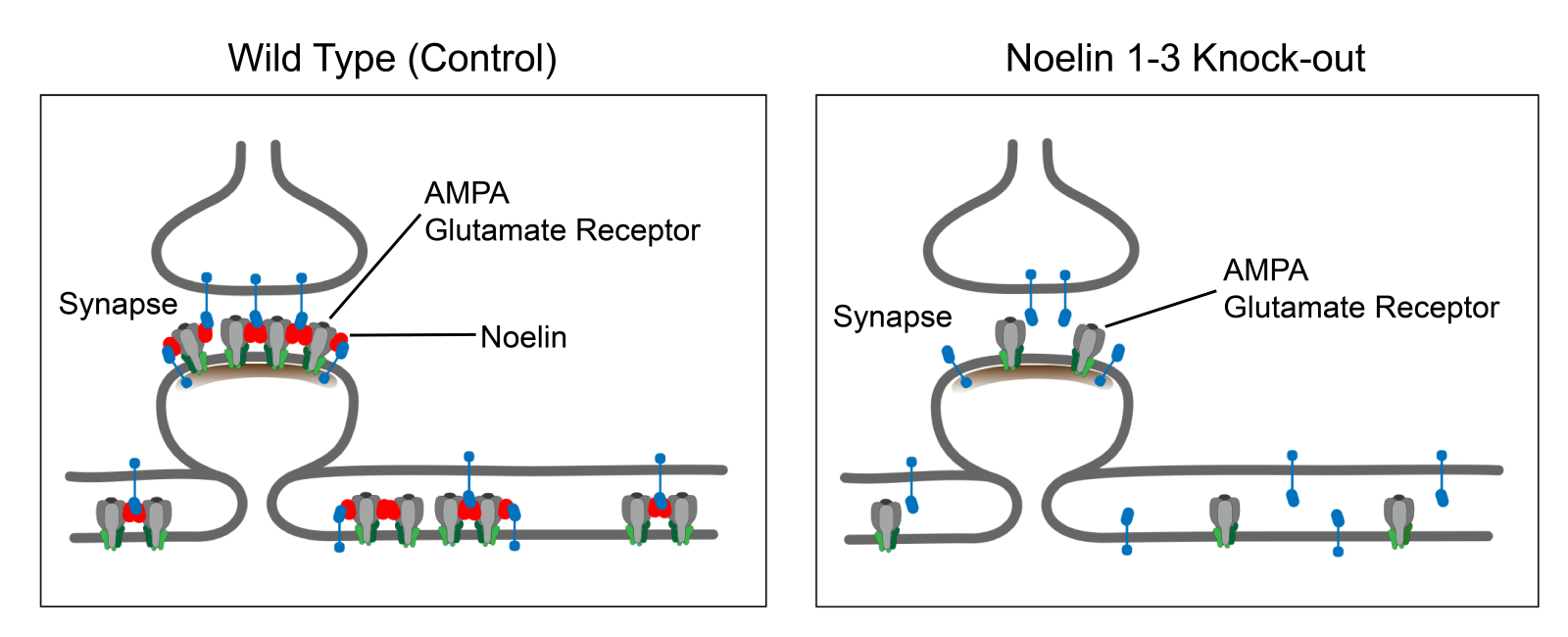 Schematic showing Noelins and AMPA receptors clustered at the synapse.