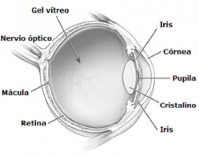 Diagrama del ojo