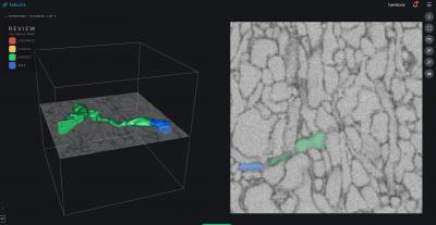 EyeWire screenshot showing 2D and 3D view of neuron