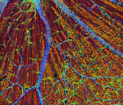Colorful microscopy image of optic nerve with nerve fibers and veins