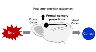 Schematic showing pathway for error correction in the brain. Frontal sensory projections point to post-error attention adjustment.