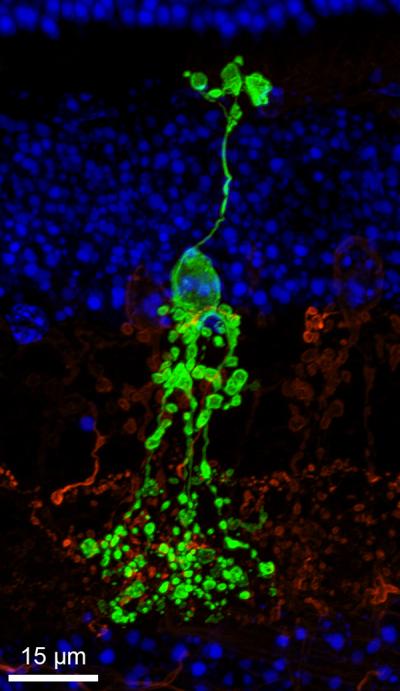 Green fluorescent neuronal cell passing through several layers of retina.