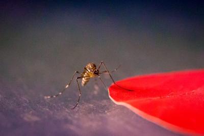A mosquito with one leg on a red disc