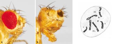 Fly with normal red eye, and fly missing its eye; 6 large and 2 tiny drosophila chromosomes.