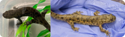 Newts in plastic tub, sitting on gloved hand.