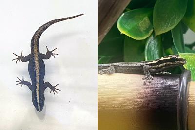 Two geckos, one on a white background and one on a plastic branch.