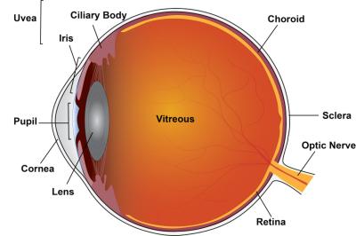 Eye diagram showing location of choroid. 