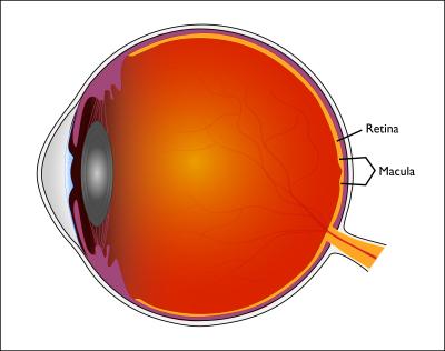 The Amazing Eye: The Mechanics Of Vision - Glaucoma Research Foundation