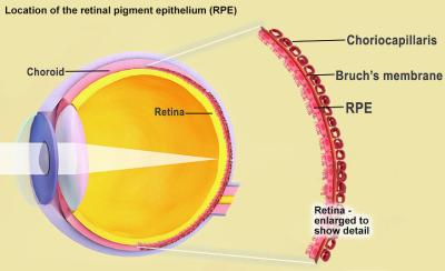 Retina diagram