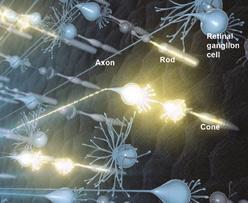 Artist's rendering of neural activity in the retina. Light that enters the eye activates rod and cone photoreceptors, which in turn activate retinal ganglion cells. Signals travel to the brain via retinal ganglion cell axons. Photo credit: National Eye Institute.