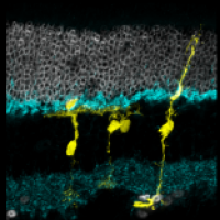 mouse retina 