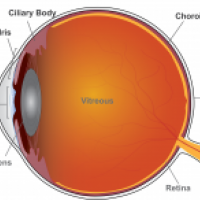 eye anatomy graphic