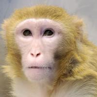 Rhesus macaque monkey