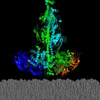 Model of protein structure with 4 protein chains