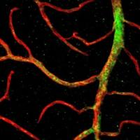 Mouse retinal blood vessels