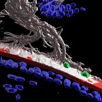 3D reconstruction showing cells along fibrils