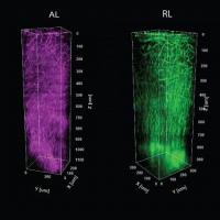 A series of columns with differently colored fibers