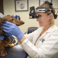 Dr. Scott examining a dog's eyes