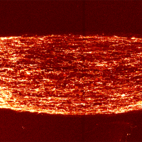 Axon nerve fibers on a red background