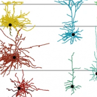 Neurons in different colors and shapes