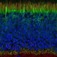 Retinal cross section with photoreceptors and nuclei stained