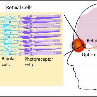Eye is shown connected to visual processing regions of the brain via the optic nerve. Enlargement of retina shows photorecetors, biopolar cells and retinal ganglion cells.