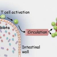 Schematic of microbiota interacting with ocular immune system.