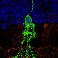 Green fluorescent neuronal cell passing through several layers of retina.