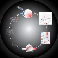 Schematic summarizing the research by Sodhi’s team.