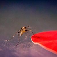A mosquito with one leg on a red disc