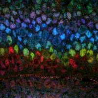 Cells of fruit fly visual system stained in rainbow colors