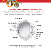 Las partes del ojo