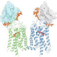 Rhodopsin-bound nanobodies