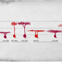 Illustration of retinal cell types, including midget cells.