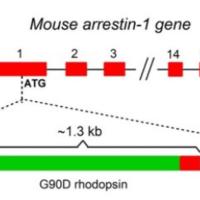 Schematic of Mouse arrestin-1 gene.