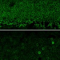 Image of a mouse retina