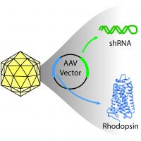 Illustration of icosahedral virus capsid, containing circular AAV vector. Arrows point from green and blue colored regions of the vector to shRNA and rhodopsin protein, respectively. 