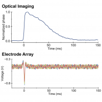 Graphs comparing neuronal signal detected by multiple methods.